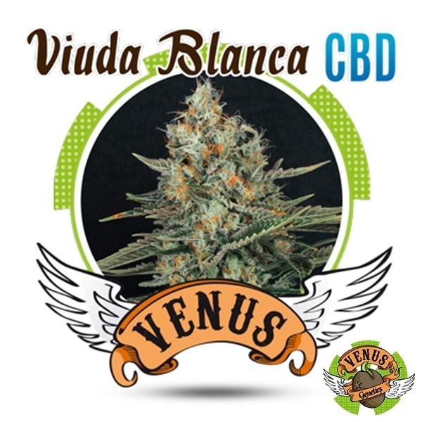 Visualizzazione Semi Viuda Blanca CBD di Venus Genetics.