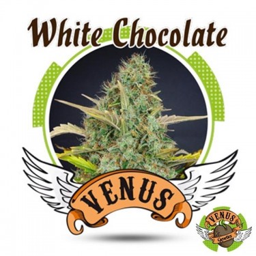 Visualizzazione White Chocolate Venus Genetics femminilizzata