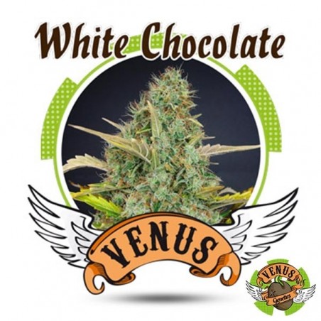 White Chocolate Venus Genetics femminilizzata