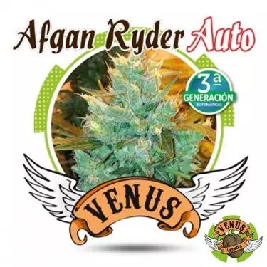Afgan Ryder Auto del banco Venus Genetics.