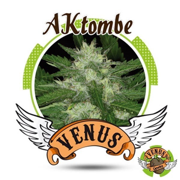 AKtombe Auto di Venus Genetics autofiorente.