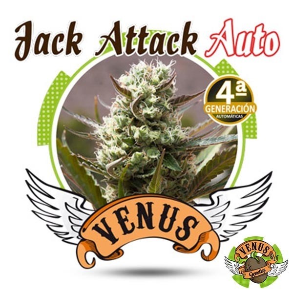 Visualizzazione Jack Attack Auto del banco Venus Genetics.