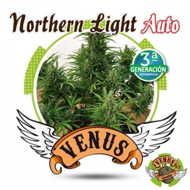 Northern Lights Auto di Venus Genetics