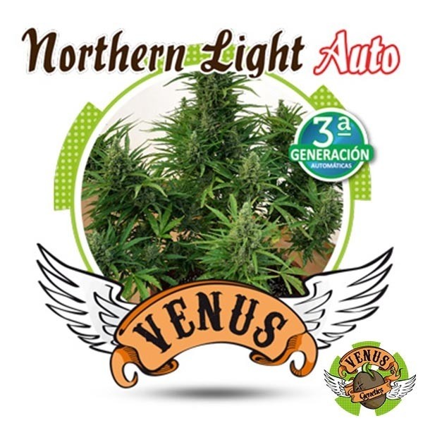 Northern Lights Auto di Venus Genetics