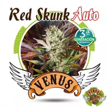 Red Skunk Auto Venus Genetics autofiorente.