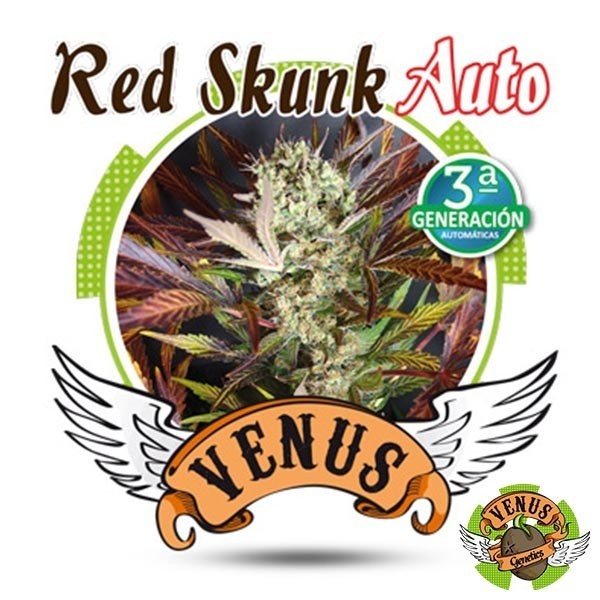 Red Skunk Auto Venus Genetics autofiorente.