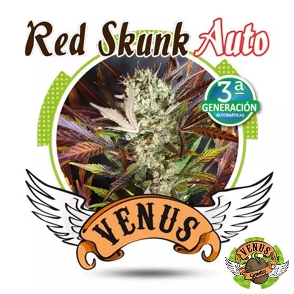 Visualizzazione Red Skunk Auto Venus Genetics autofiorente.