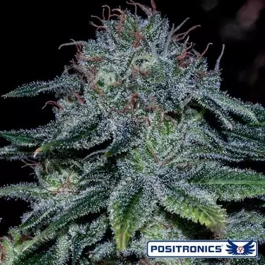 Comprare Mystic Cookie di Positronics Seeds
