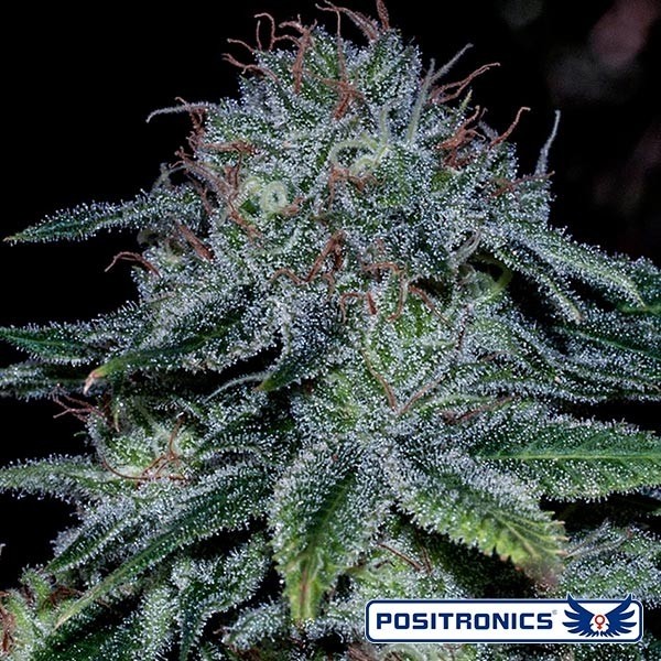 Visualizzazione Comprare Mystic Cookie di Positronics Seeds