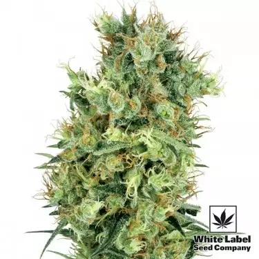 Cali Orange Bud regolare di White Label.