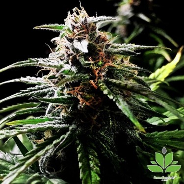Visualizzazione Auto Speed Bud Female Seeds semi autofiorenti