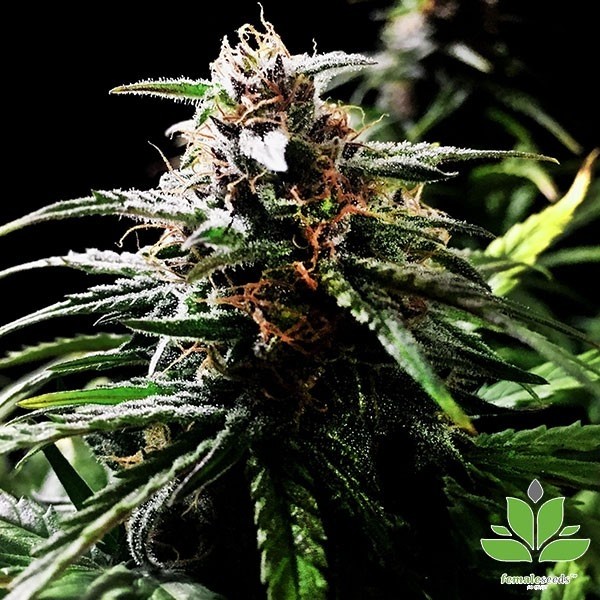 Visualizzazione Auto Speed Bud Female Seeds semi autofiorenti