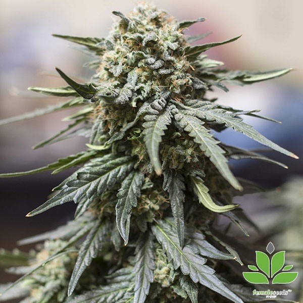 Visualizzazione Auto White Widow x Big Bud semi Female Seeds