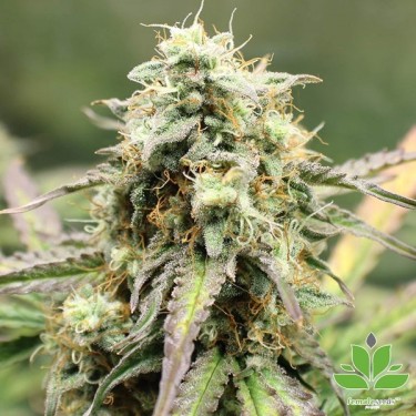 Auto NL della banca Female Seeds autofiorente