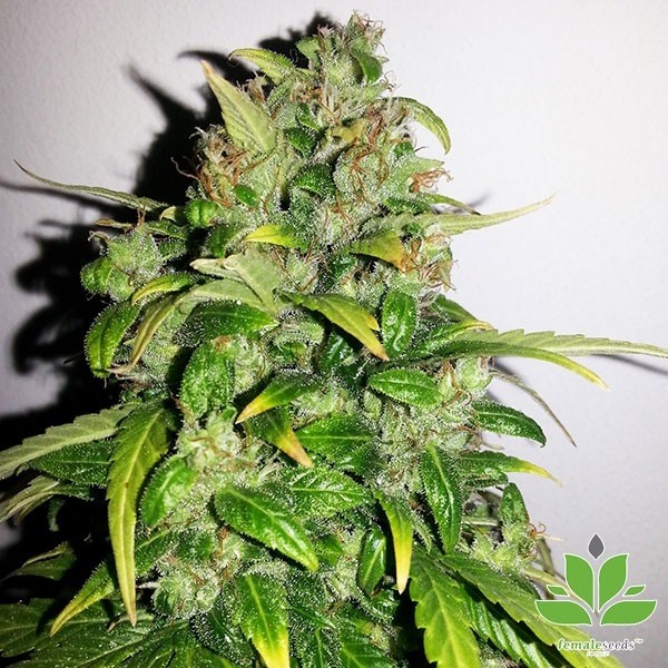 Auto AK di Female Seeds varietà autofiorente