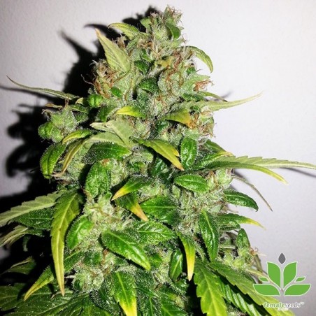 Auto AK di Female Seeds varietà autofiorente