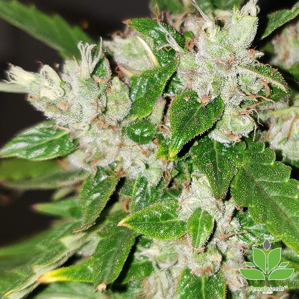 Visualizzazione Auto Bubble di Female Seeds Autofiorente