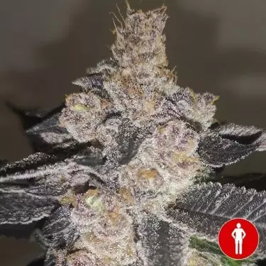 Gelato 242 femminizzata banca Medical Seeds