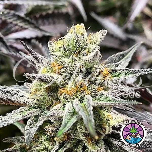 Visualizzazione Comprare Delicious Cookies di Delicious Seeds