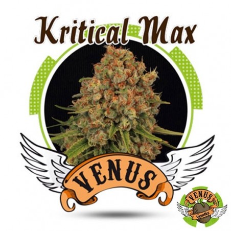 Kritical Max di Venus Genetics femminilizzata