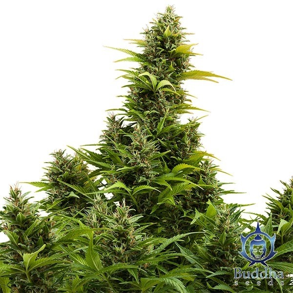 Visualizzazione Medikit Auto CBD
