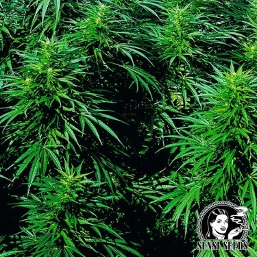 Ruderalis Skunk regolare