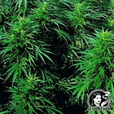 Ruderalis Skunk® autofiorente Sensi Seeds