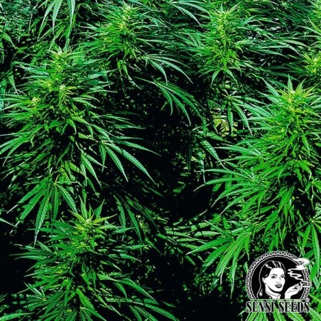 Ruderalis Skunk® autofiorente Sensi Seeds