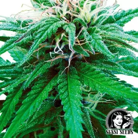Ruderalis indica® regolare auto Sensi Seeds