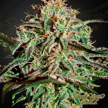 A.M.S. Green House Seeds