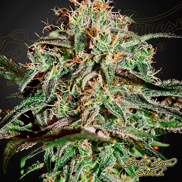 Visualizzazione A.M.S. di Green House Seeds femminilizzata.