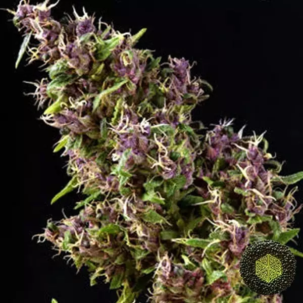 Purple Paro Valley del banco Mandala Seeds.