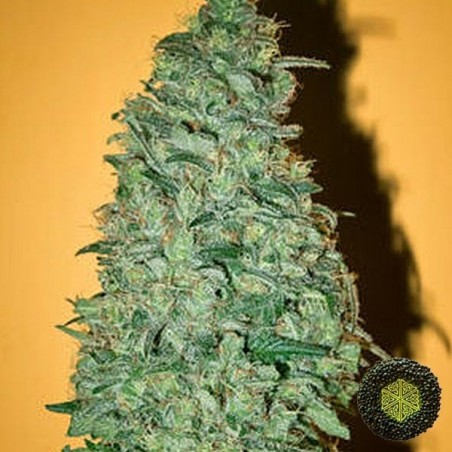 California Dream femminilizzata Mandala Seeds