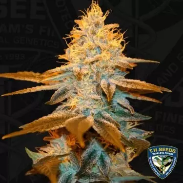 Strawberry Glue T.H. Seeds femminilizzata.