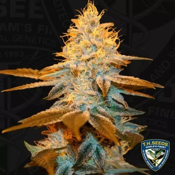 Visualizzazione Strawberry Glue T.H. Seeds femminilizzata.