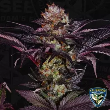 French Macaron di T.H. Seeds Femminilizzata.