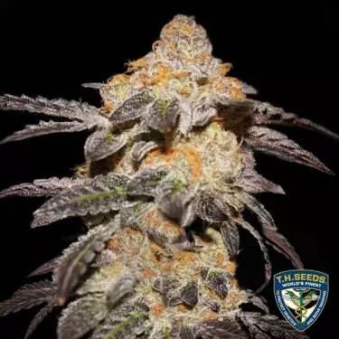 French Cookies T.H. Seeds 100% femminilizzata