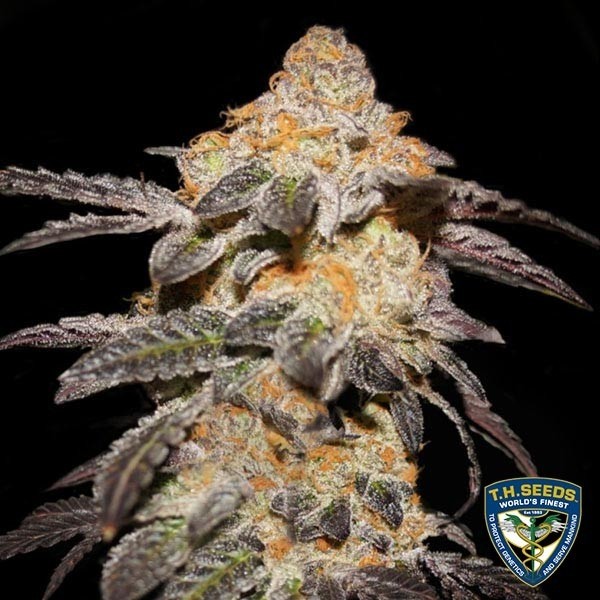 Visualizzazione French Cookies T.H. Seeds 100% femminilizzata