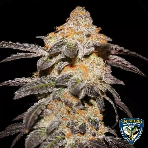 Visualizzazione French Cookies T.H. Seeds 100% femminilizzata