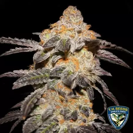 French Cookies T.H. Seeds 100% femminilizzata