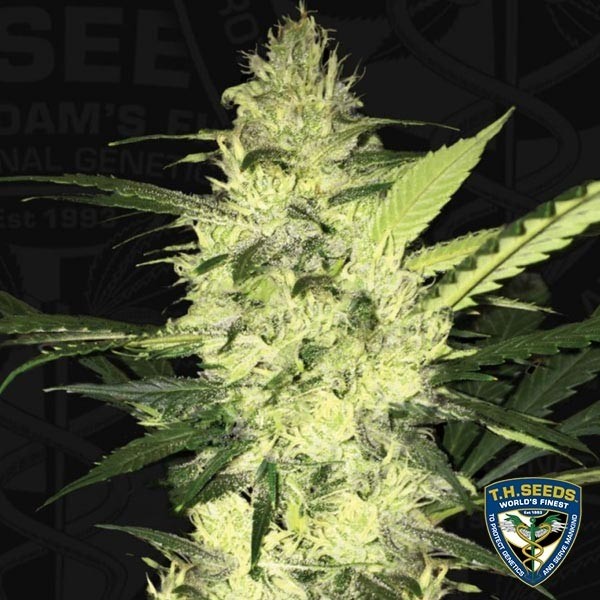Visualizzazione S.A.G.E. di T.H. Seeds semi femminilizzati.