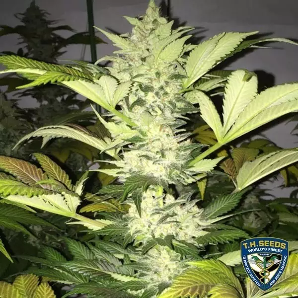 Visualizzazione Roof 95 di T.H. Seeds femminilizzata.