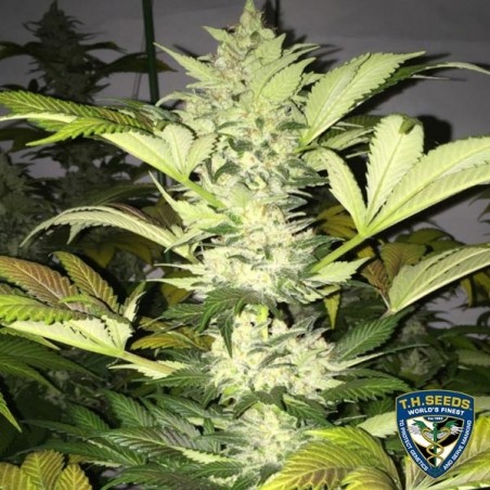 Roof 95 di T.H. Seeds femminilizzata.
