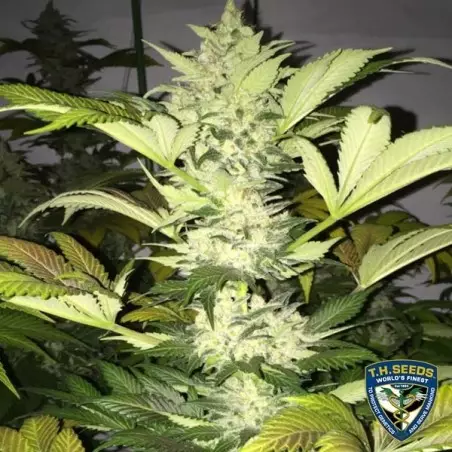 Roof 95 di T.H. Seeds femminilizzata.