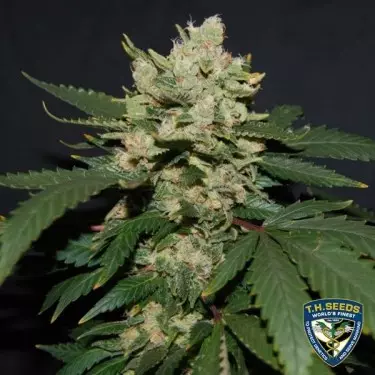 M.O.B. di T.H. Seeds semi femminilizzati.