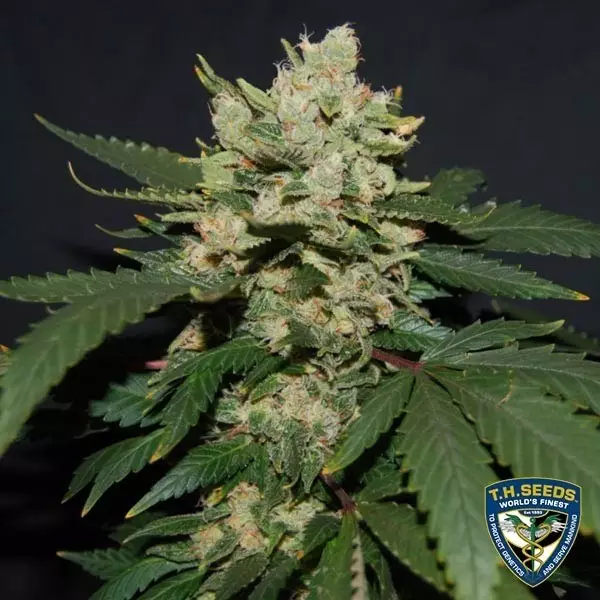 Visualizzazione M.O.B. di T.H. Seeds semi femminilizzati.