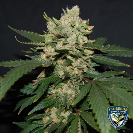 M.O.B. di T.H. Seeds semi femminilizzati.