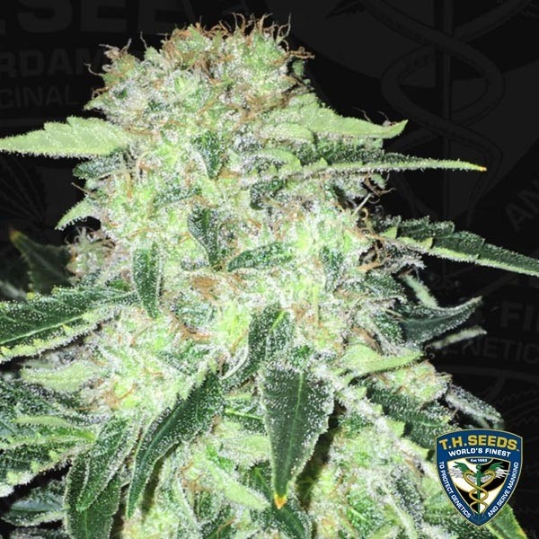 Visualizzazione La S.A.G.E. CBD femminilizzata di T.H. Seeds.
