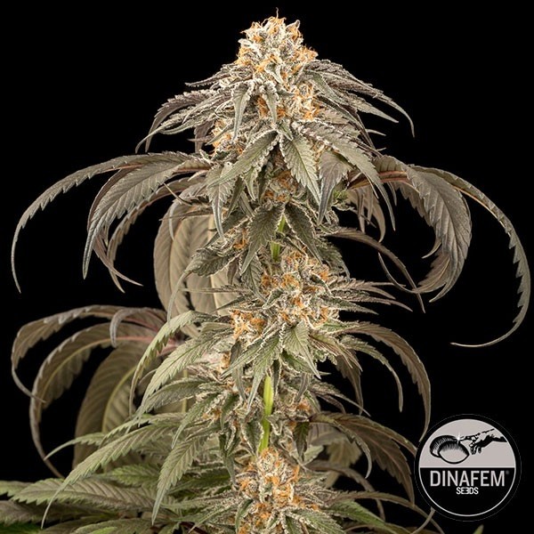 Visualizzazione Purple Afghan Kush Dinafem Dulce y Relajante