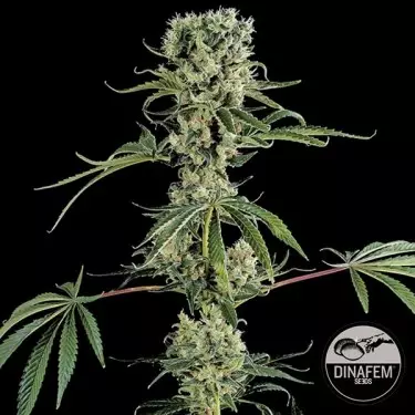 Moby Dick 2 di Dinafem semi femminilizzati.